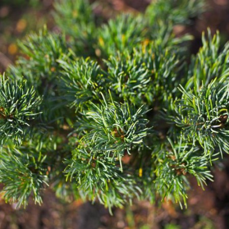 Pinus parviflora 'Hagoromo'