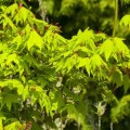 Acer palmatum 'Autumn Glory'