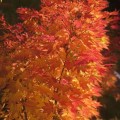 Acer palmatum 'Autumn Glory'