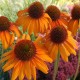 Echinacea 'Tiki Torch'