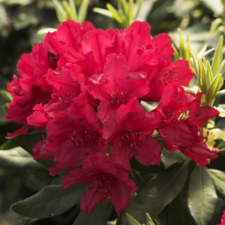 Rhododendron Hybride 'Blinklicht'