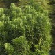 Cephalotaxus harringtonia 'Fastigiata'