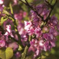 Cercis siliquastrum