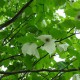 Davidia involucrata var. vilmoriana