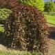 Fagus sylvatica ‘Purpurea Pendula’