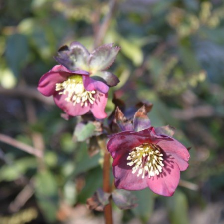 Helleborus orientalis ssp. abchasicus