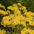 Rhododendron luteum