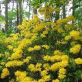 Rhododendron luteum