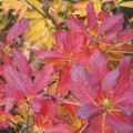 Rhododendron luteum