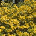 Rhododendron luteum