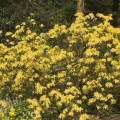 Rhododendron luteum