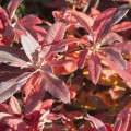 Rhododendron luteum