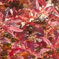 Rhododendron luteum