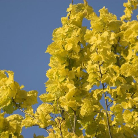 Ulmus carpinifolia 'Wredei'