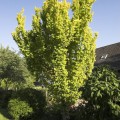 Ulmus carpinifolia 'Wredei'