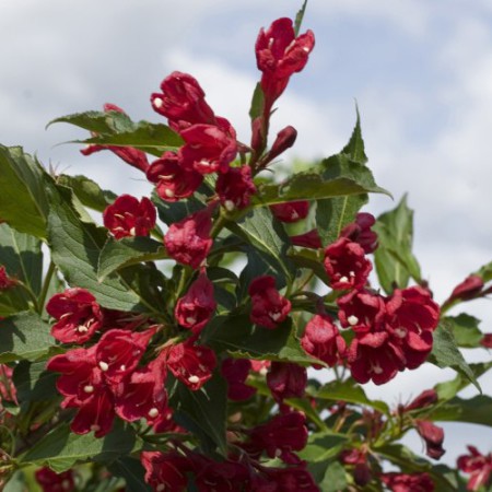 Weigela 'Red Prince'