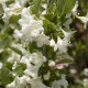 Weigela 'Snowflake'