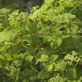 Hydrangea petiolaris