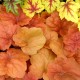 Heuchera 'Southern Comfort'