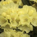 Rhododendron yakushimanum 'Lucinda'