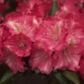 Rhododendron yakushimanum 'Priscilla'