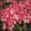 Rhododendron yakushimanum 'Priscilla'