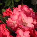 Rhododendron yakushimanum 'Rendezvous'