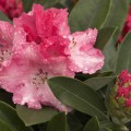 Rhododendron yakushimanum 'Rendezvous'