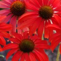 Echinacea 'Tomato Soup'