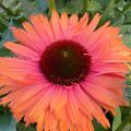 Echinacea 'SunSeekers Rainbow' ®