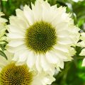 Echinacea 'SunSeekers White Perfection' ®