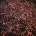Acer palmatum 'Pung Kil'