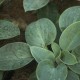 Hosta 'Kiwi Blue Baby'