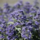 Caryopteris clandonensis 'Grand Bleu'