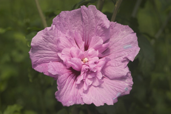 Hibiscus syr. 'Lavender Chiffon'