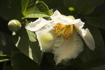 Stewartia speudocamellia