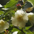 Stewartia speudocamellia