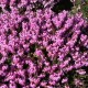 Erica carnea 'March Seedling'