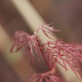 Acer palmatum 'Red Filigree Lace'