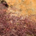 Acer palmatum 'Red Filigree Lace'