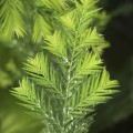 Sequoia sempervirens 'Kalte Sophie'