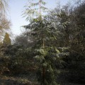 Sequoia sempervirens 'Kalte Sophie'