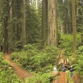 Sequoia sempervirens