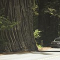 Sequoia sempervirens