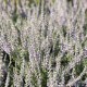 Calluna vulgaris 'Silver Knight'