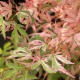 Acer palmatum 'Taylor'