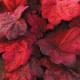 Heuchera 'Autumn Leaves'