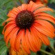 Echinacea 'Tangerine Dream'