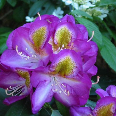 Rhododendron Hybride 'Bluebell'