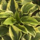 Hosta 'Brim Cup'